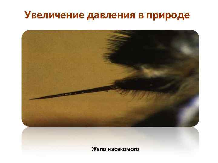 Увеличение давления в природе Жало насекомого 