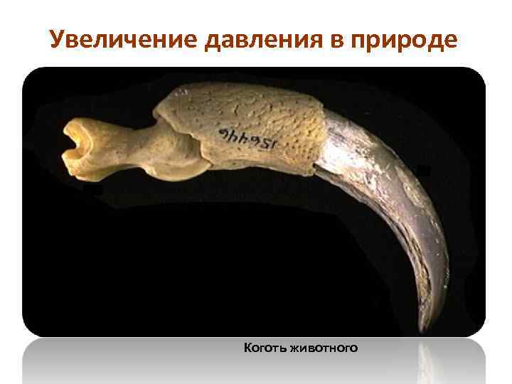 Увеличение давления в природе Коготь животного 