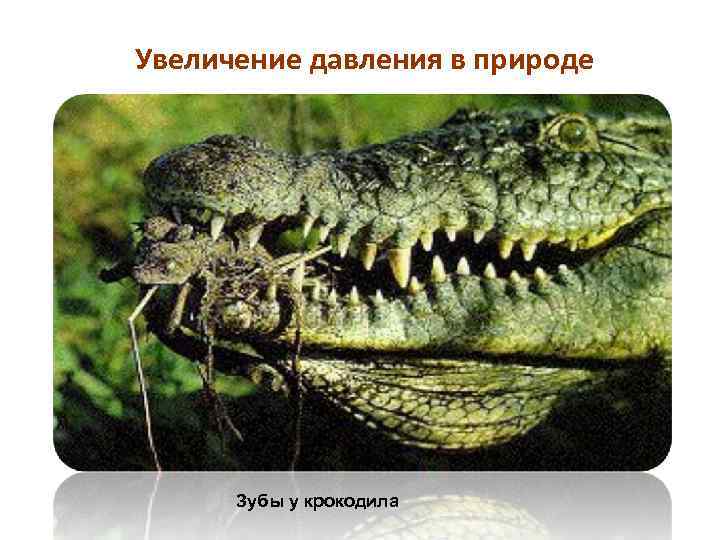 Увеличение давления в природе Зубы у крокодила 