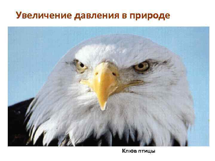 Увеличение давления в природе Клюв птицы 