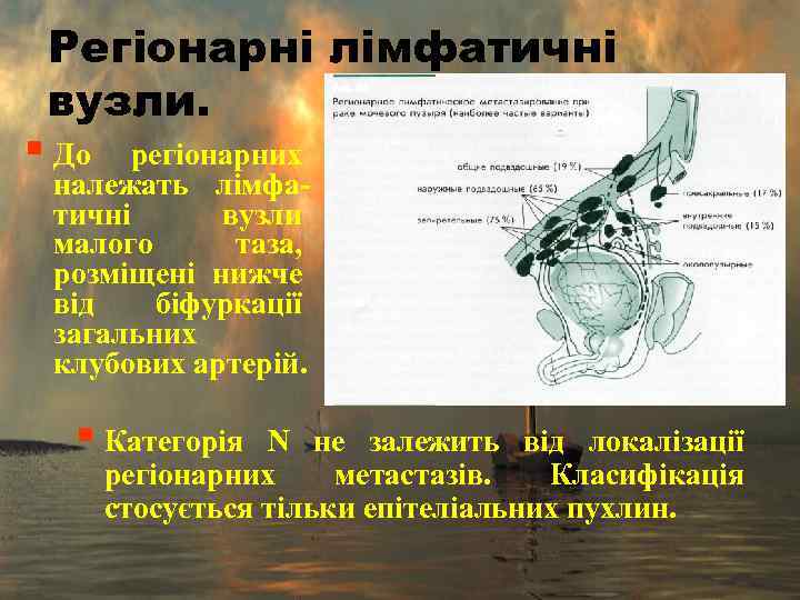 Регіонарні лімфатичні вузли. § До регіонарних належать лімфатичні вузли малого таза, розміщені нижче від