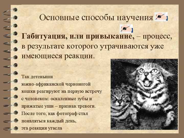 Основные способы научения Габитуация, или привыкание, – процесс, в результате которого утрачиваются уже имеющиеся