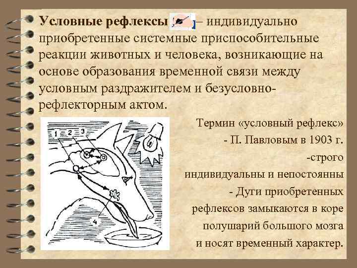Условные рефлексы – индивидуально приобретенные системные приспособительные реакции животных и человека, возникающие на основе