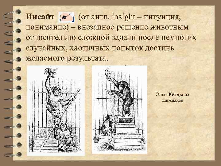 Инсайт (от англ. insight – интуиция, понимание) – внезапное решение животным относительно сложной задачи