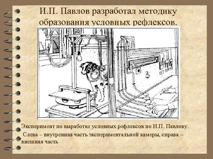 И. П. Павлов разработал методику образования условных рефлексов. Эксперимент по выработке условных рефлексов по