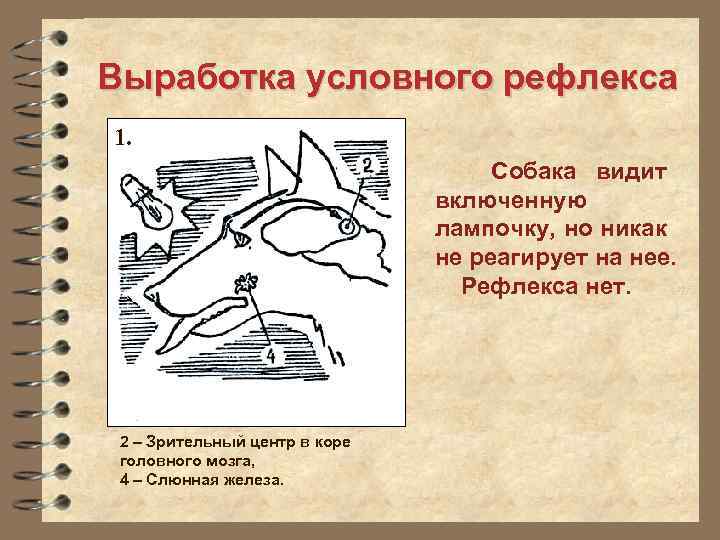 Выработка условного рефлекса 1. Собака видит включенную лампочку, но никак не реагирует на нее.