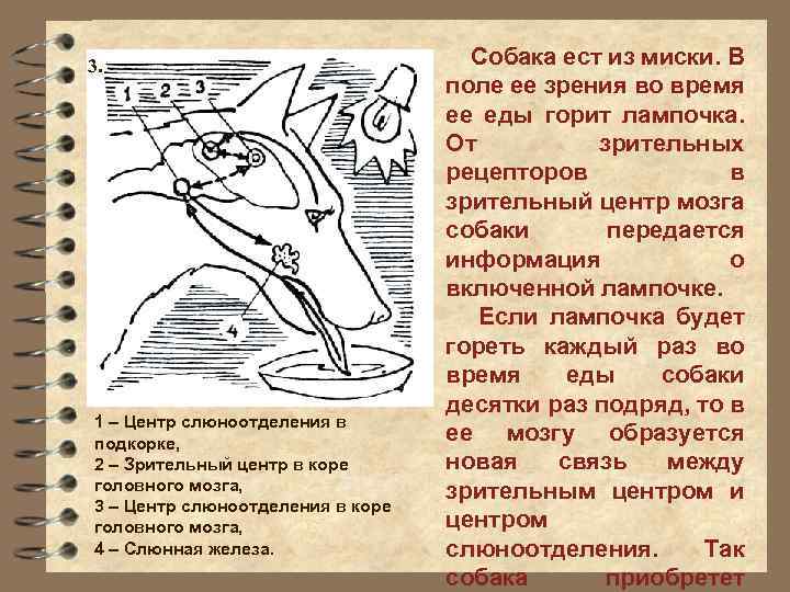 3. 1 – Центр слюноотделения в подкорке, 2 – Зрительный центр в коре головного