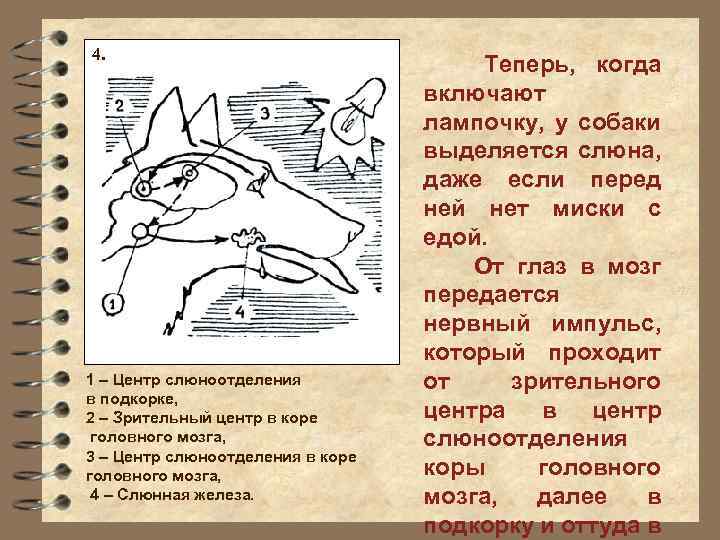 4. 1 – Центр слюноотделения в подкорке, 2 – Зрительный центр в коре головного