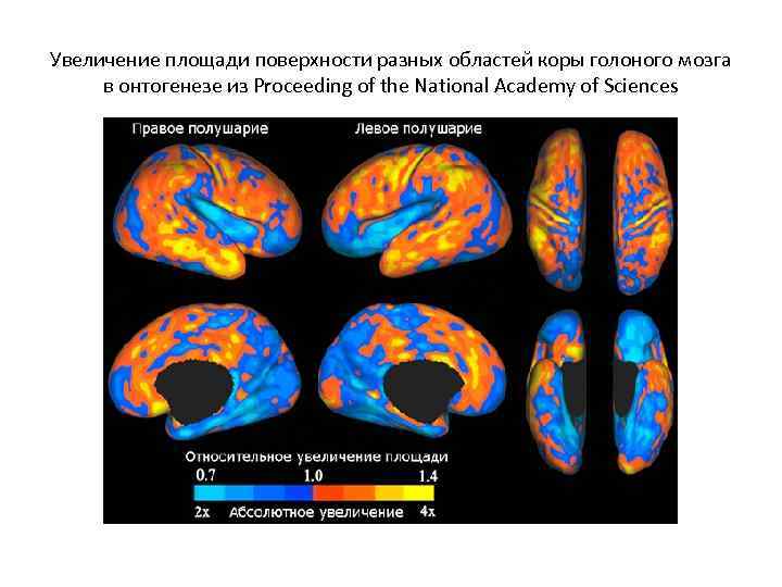 Увеличение площади поверхности разных областей коры голоного мозга в онтогенезе из Proceeding of the