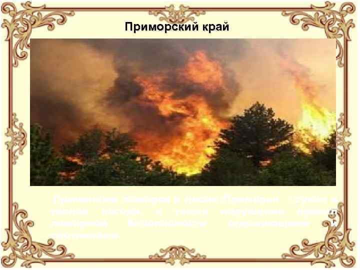 Приморский край Причинами пожаров в лесах Приморья - сухая и теплая погода, а также