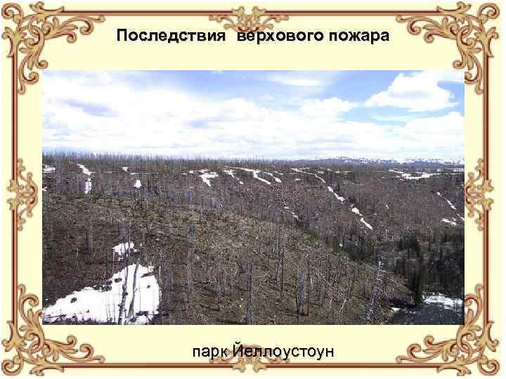 Последствия верхового пожара парк Йеллоустоун 