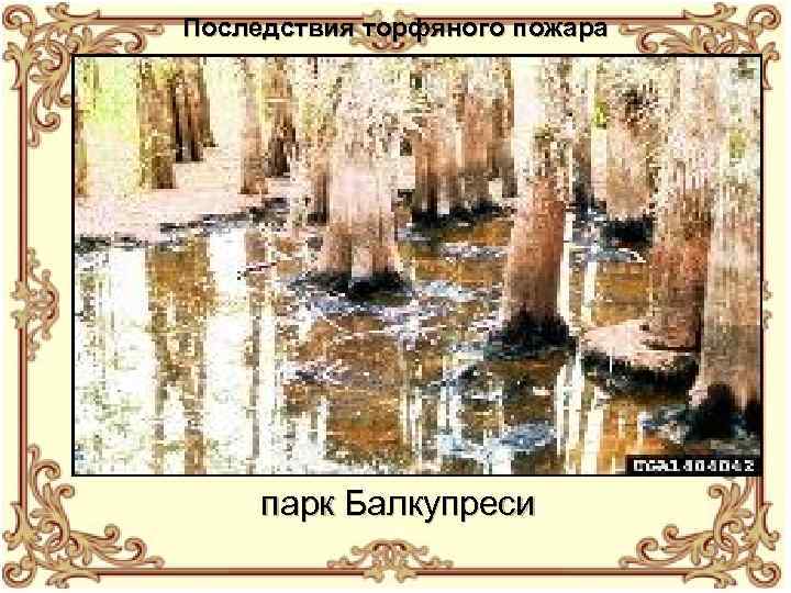 Последствия торфяного пожара парк Балкупреси 