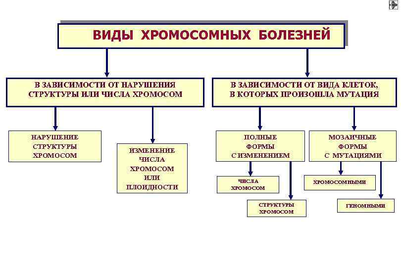 ВИДЫ ХРОМОСОМНЫХ БОЛЕЗНЕЙ В ЗАВИСИМОСТИ ОТ НАРУШЕНИЯ СТРУКТУРЫ ИЛИ ЧИСЛА ХРОМОСОМ НАРУШЕНИЕ СТРУКТУРЫ ХРОМОСОМ