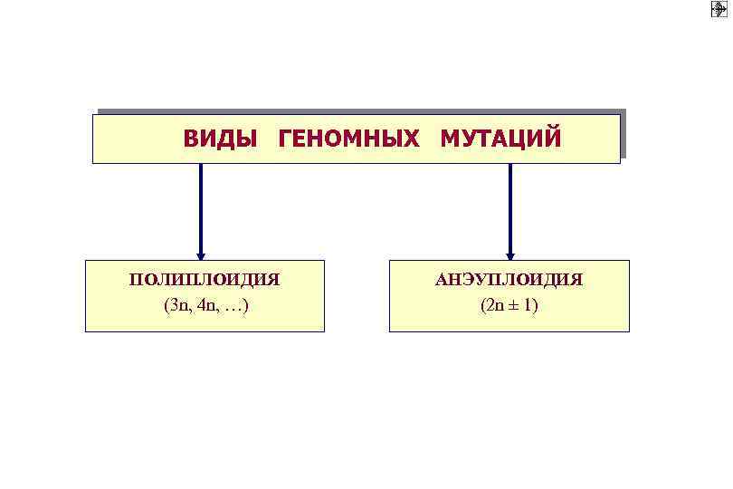 ВИДЫ ГЕНОМНЫХ МУТАЦИЙ ПОЛИПЛОИДИЯ (3 n, 4 n, …) АНЭУПЛОИДИЯ (2 n ± 1)