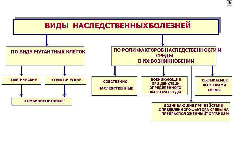 ВИДЫ НАСЛЕДСТВЕННЫХ БОЛЕЗНЕЙ ПО ВИДУ МУТАНТНЫХ КЛЕТОК ГАМЕТИЧЕСКИЕ СОМАТИЧЕСКИЕ ПО РОЛИ ФАКТОРОВ НАСЛЕДСТВЕННОСТИ И