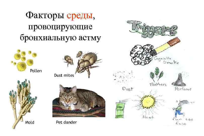 Факторы среды, провоцирующие бронхиальную астму 