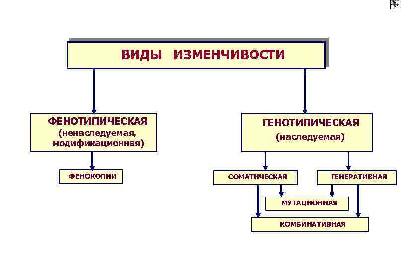 Генотипическая изменчивость схема