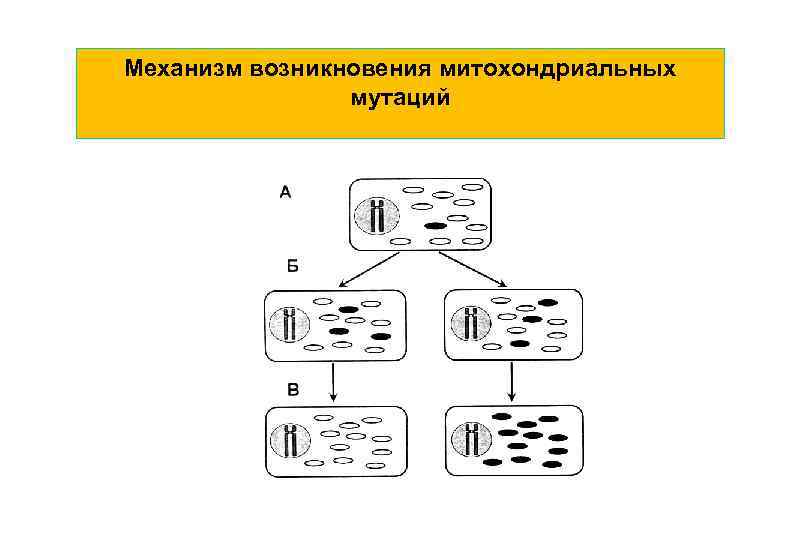 Механизм возникновения митохондриальных мутаций 