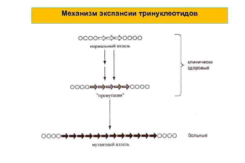 Механизм экспансии тринуклеотидов 