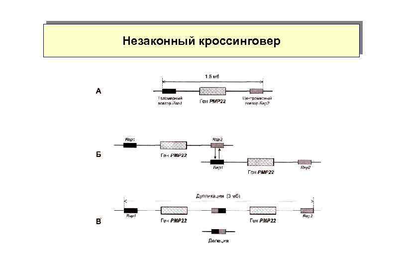 Незаконный кроссинговер 