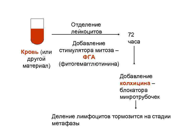 Отделение лейкоцитов Добавление Кровь (или стимулятора митоза – ФГА другой материал) (фитогемагглютинина) 72 часа