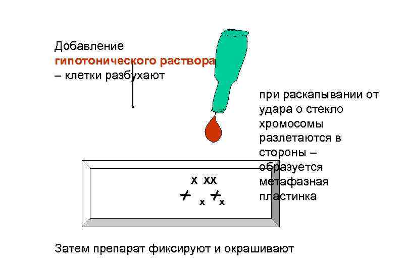 Клетка раствор