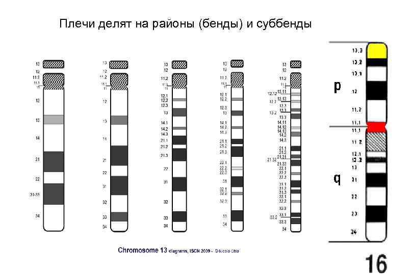 Плечи делят на районы (бенды) и суббенды 