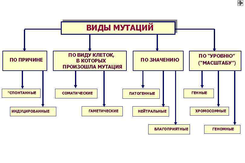 ВИДЫ МУТАЦИЙ ПО ПРИЧИНЕ “СПОНТАННЫЕ ” ИНДУЦИРОВАННЫЕ ПО ВИДУ КЛЕТОК, В КОТОРЫХ ПРОИЗОШЛА МУТАЦИЯ