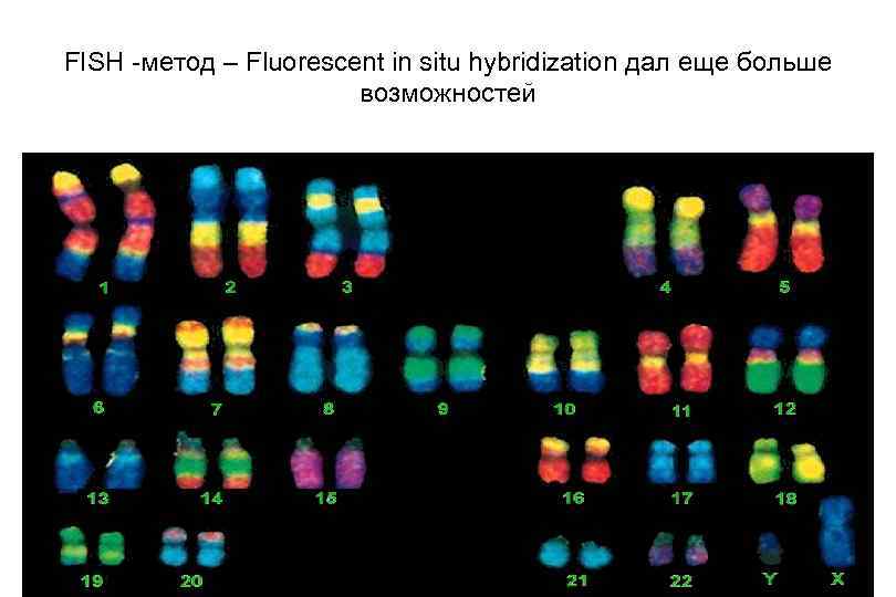 FISH -метод – Fluorescent in situ hybridization дал еще больше возможностей 