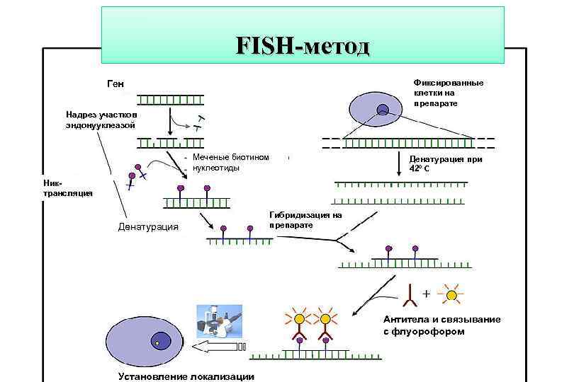 Fish method. Fish метод диагностики генетика. Метод флуоресцентной гибридизации (Fish). Этапы Fish метода. Метод Fish генетика принцип метода.