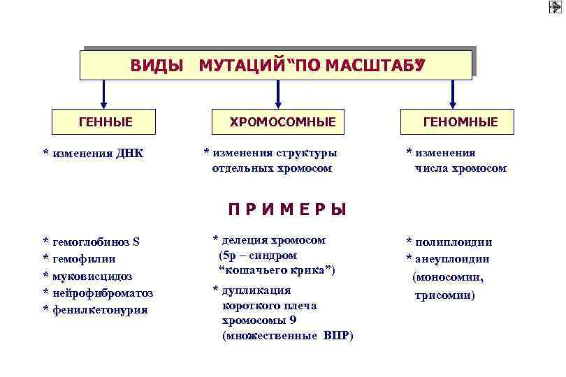 ВИДЫ МУТАЦИЙ “ПО МАСШТАБУ ” ГЕННЫЕ * изменения ДНК ХРОМОСОМНЫЕ * изменения структуры отдельных