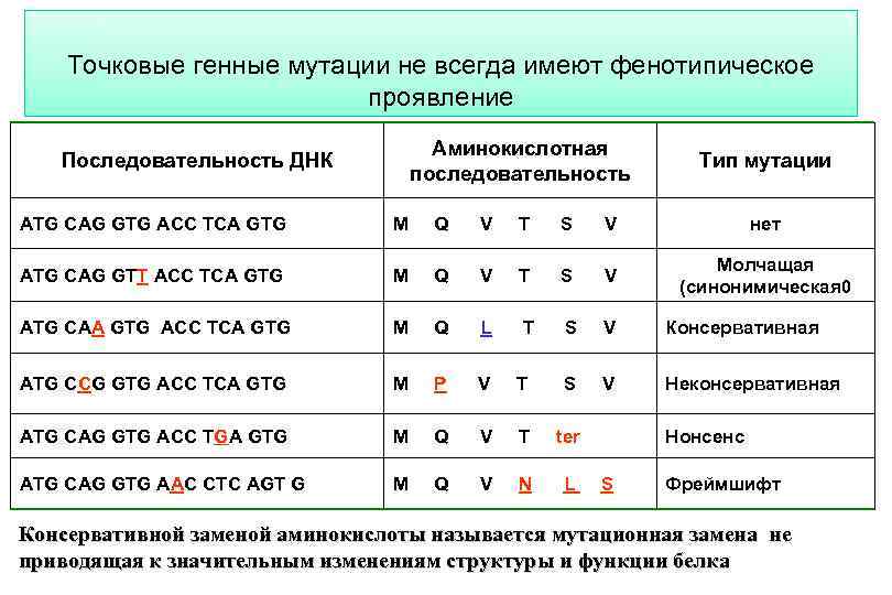 Точковые генные мутации не всегда имеют фенотипическое проявление Последовательность ДНК Аминокислотная последовательность Тип мутации