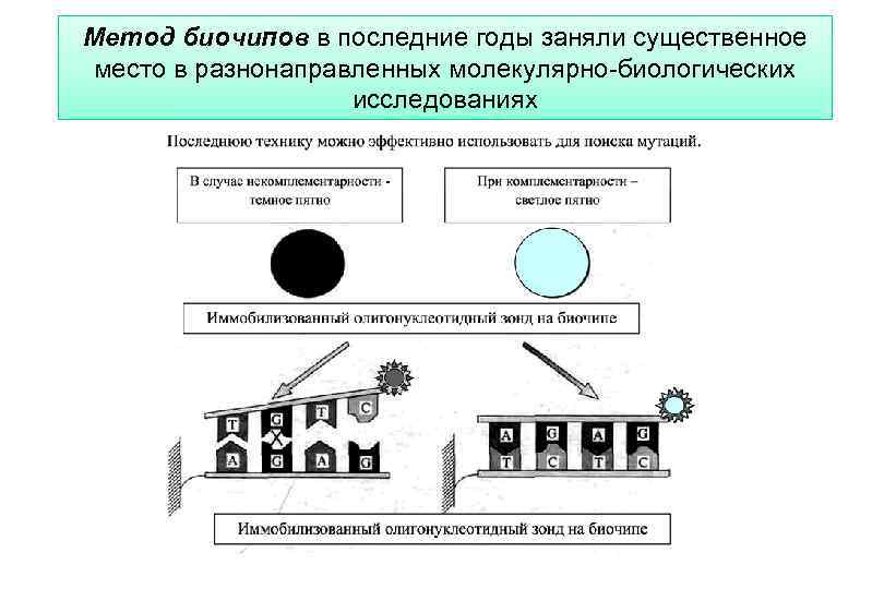 Метод биочипов в последние годы заняли существенное место в разнонаправленных молекулярно-биологических исследованиях 