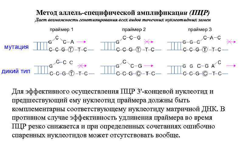 Метод аллель-специфической амплификации (ПЦР) Дает возможность генотипирования всех видов точечных нуклеотидных замен С Для