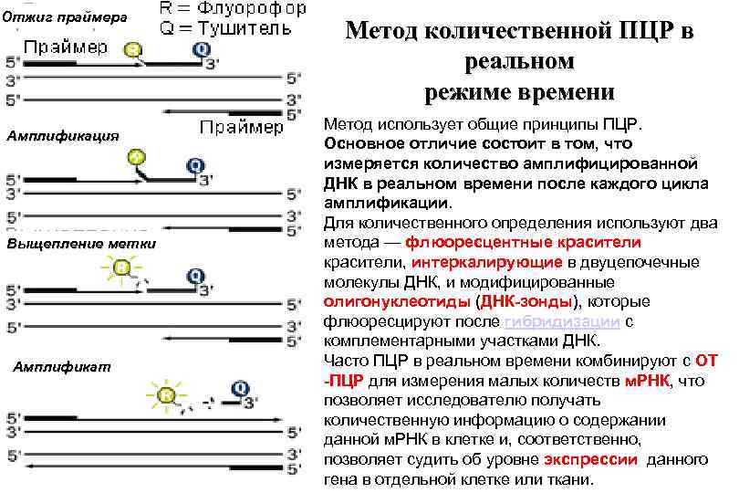 Отжиг праймера Амплификация Выщепление метки Амплификат Метод количественной ПЦР в реальном режиме времени Метод