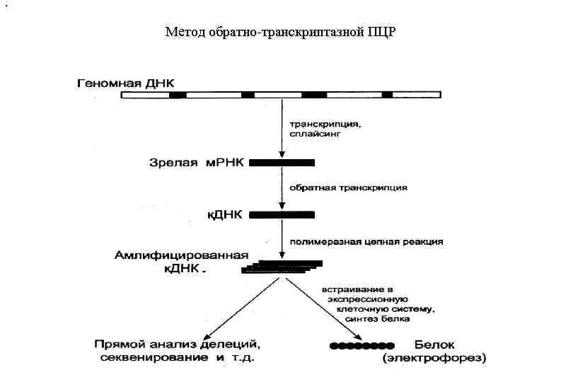 . Метод обратно-транскриптазной ПЦР 