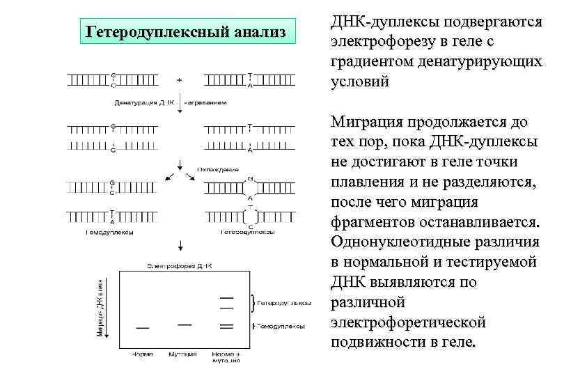 Анализ днк