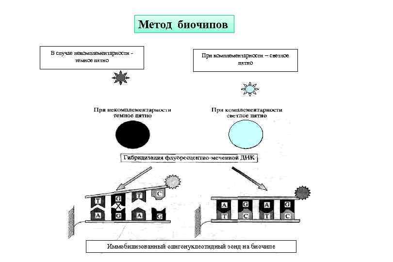 Метод биочипов В случае некомплементарности - темное пятно При комплементарности – светлое При комплементарности