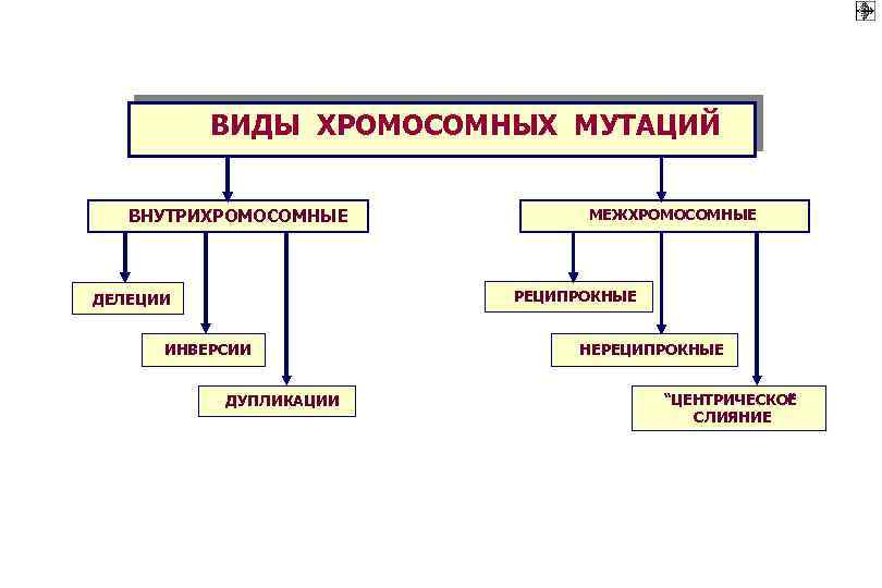 Схема виды хромосомных мутаций