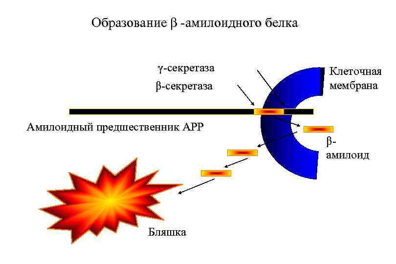 Образование β -амилоидного белка γ-секретаза β-секретаза Клеточная мембрана Амилоидный предшественник АРР βамилоид Бляшка 