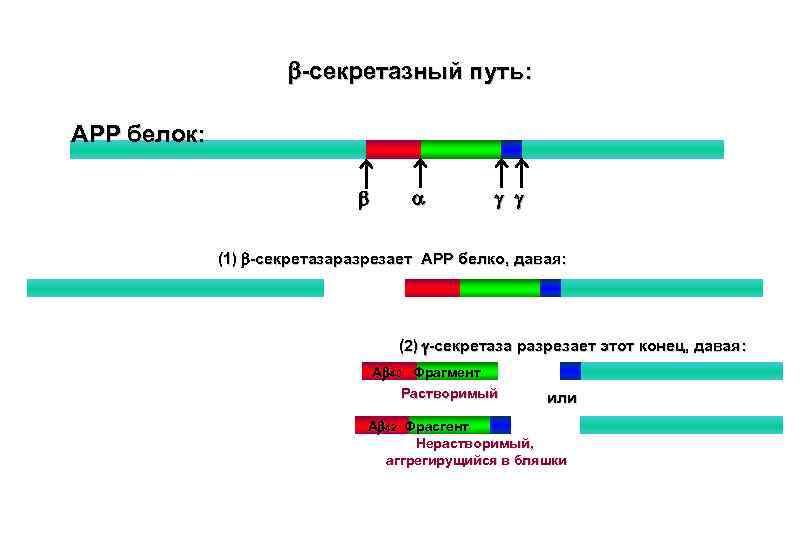 b-секретазный путь: APP белок: b a g g (1) b-секретазаразрезает APP белко, давая: (2)