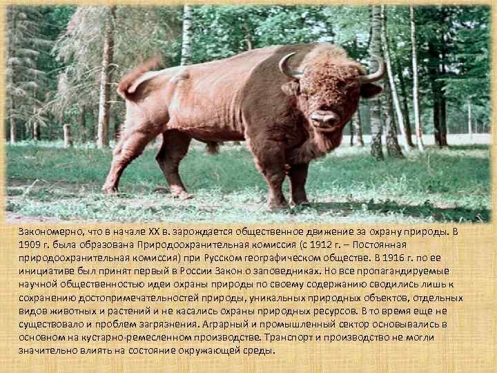  • Закономерно, что в начале XX в. зарождается общественное движение за охрану природы.