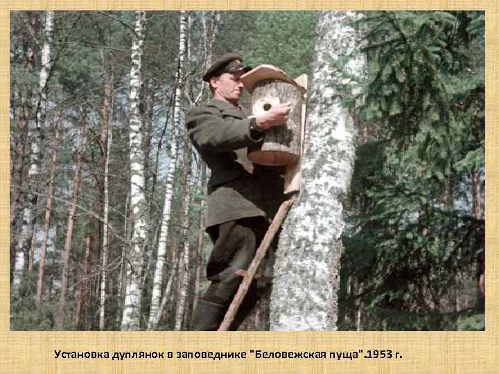 Установка дуплянок в заповеднике 