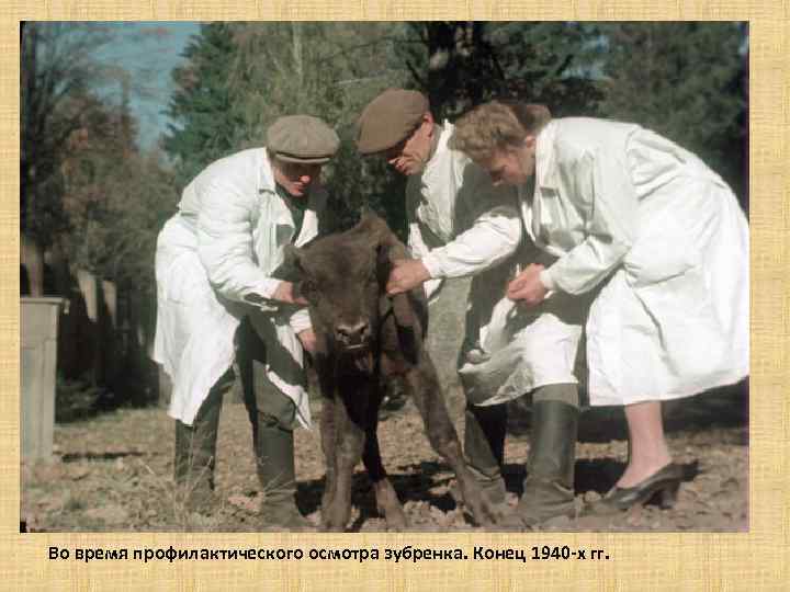 Во время профилактического осмотра зубренка. Конец 1940 -х гг. 