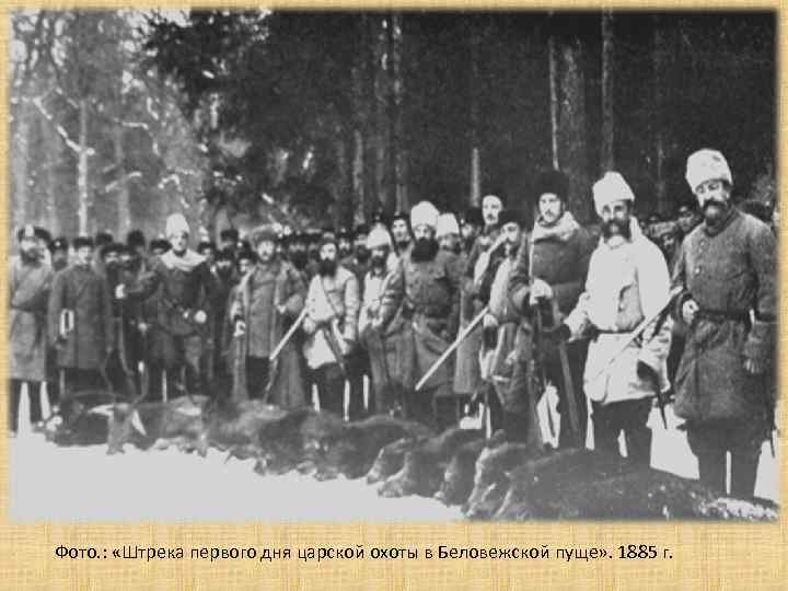  • Фото. : «Штрека первого дня царской охоты в Беловежской пуще» . 1885
