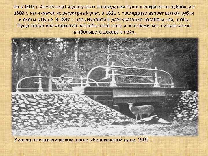 Но в 1802 г. Александр I издал указ о заповедании Пущи и сохранении зубров,
