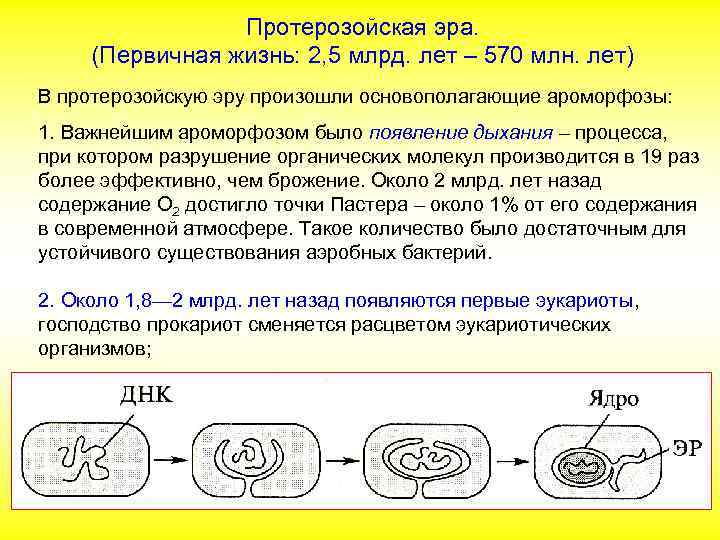 Протерозойская эра. (Первичная жизнь: 2, 5 млрд. лет – 570 млн. лет) В протерозойскую