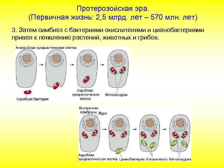 Протерозойская эра. (Первичная жизнь: 2, 5 млрд. лет – 570 млн. лет) 3. Затем