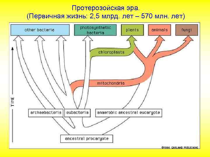 Протерозойская эра. (Первичная жизнь: 2, 5 млрд. лет – 570 млн. лет) 