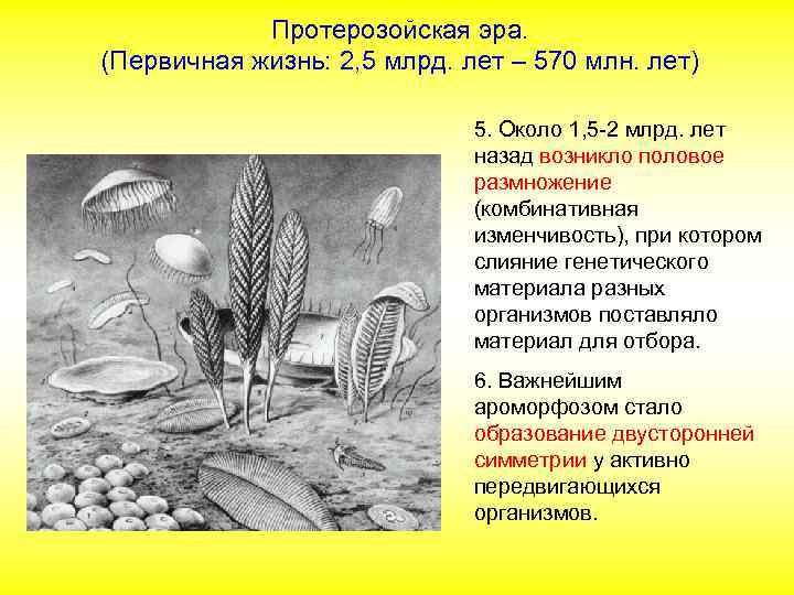 Протерозойская эра. (Первичная жизнь: 2, 5 млрд. лет – 570 млн. лет) 5. Около